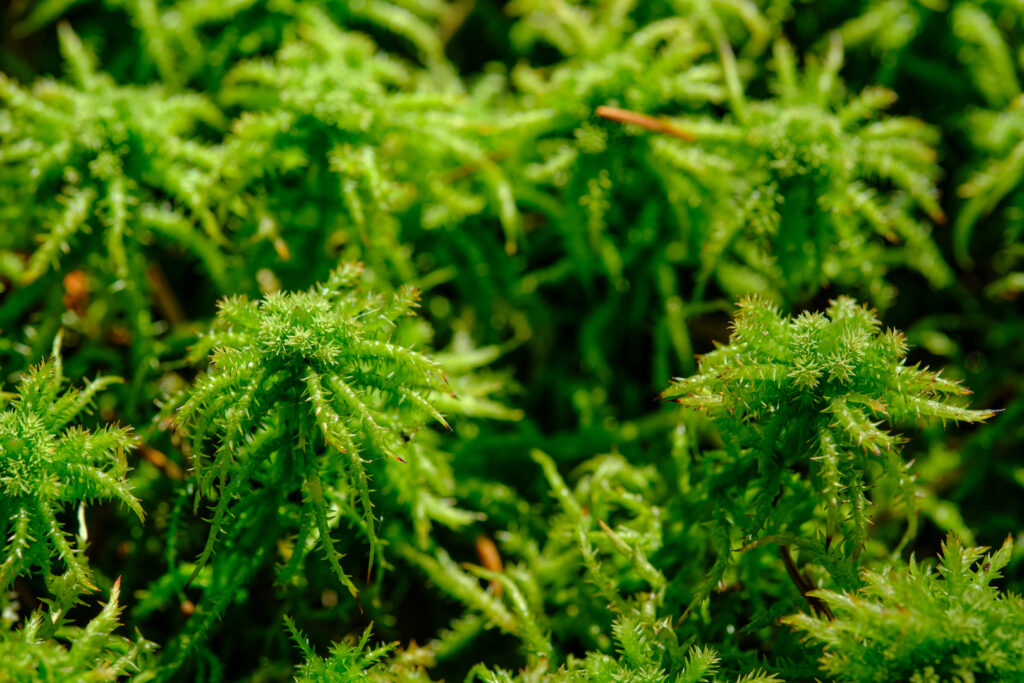 Detailaufnahme Torfmoose