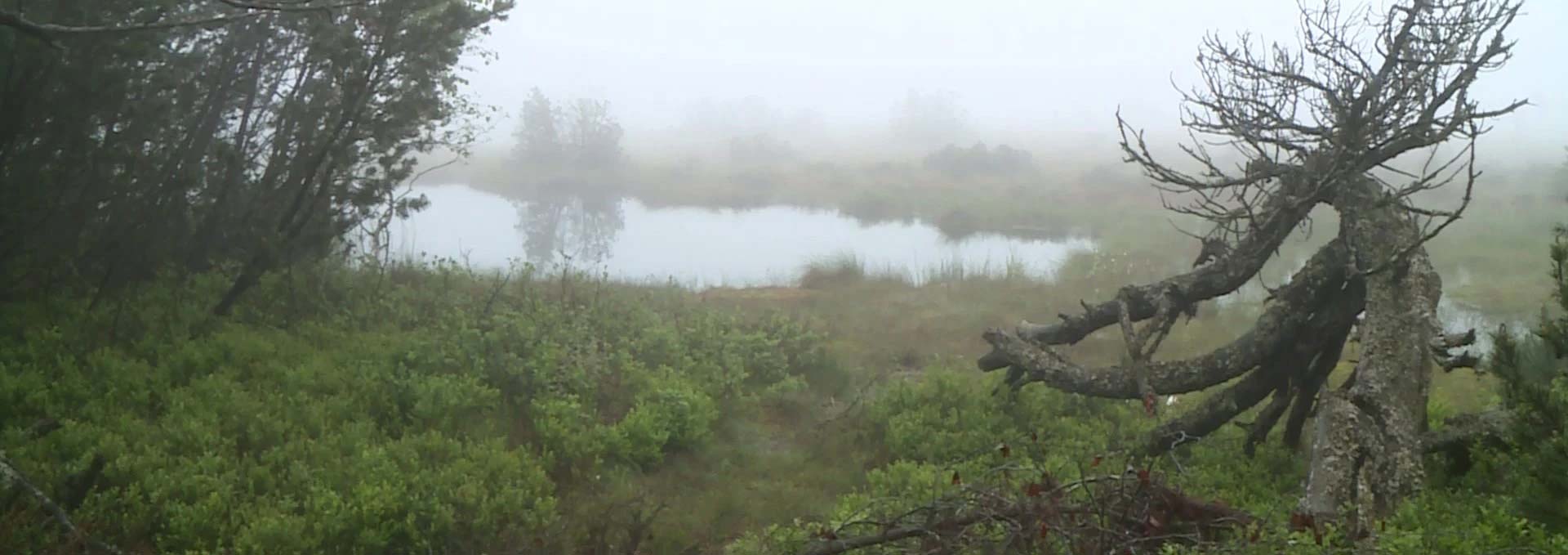 Nebel-am-Kaltenbronn-1920