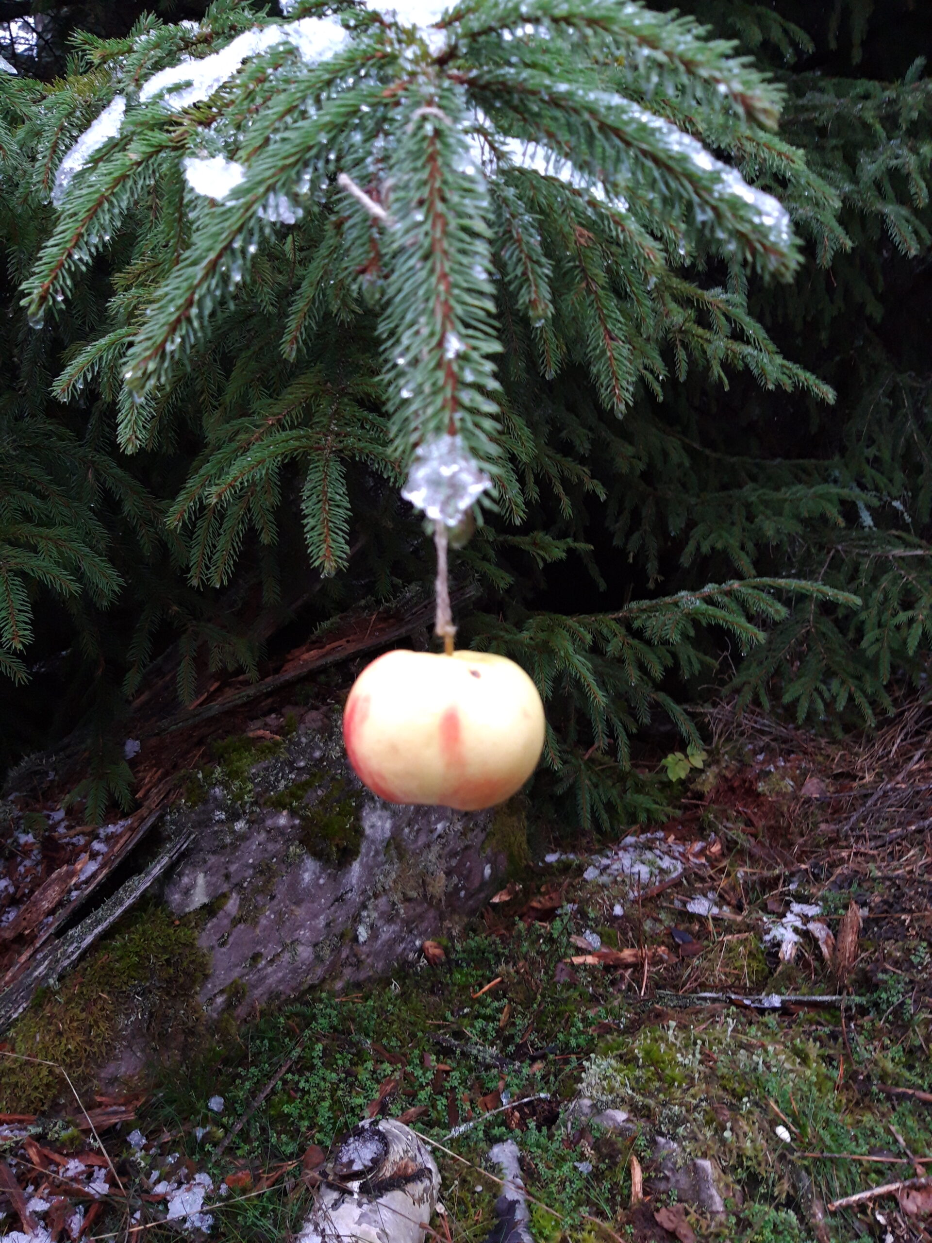 ein Apfel hängt an einem verschneiten Zweig