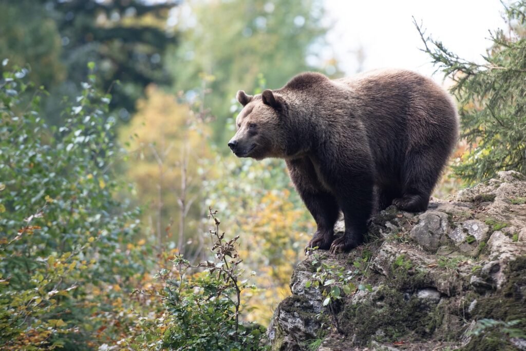 Ein Braunbär steht auf einem Felsen umgeben von Wald