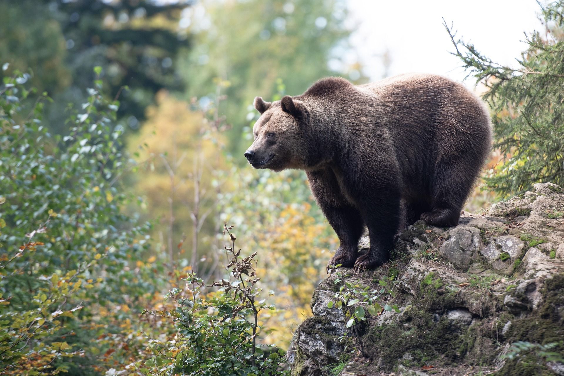 Ein Braunbär steht auf einem Felsen umgeben von Wald