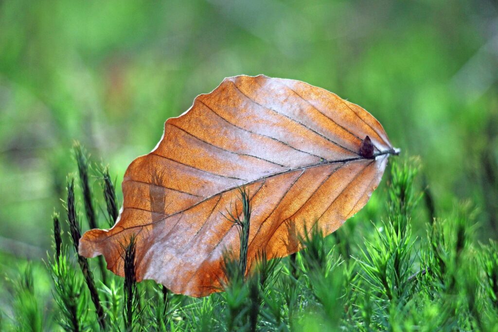Ein verwelktes Buchenblatt im Gras