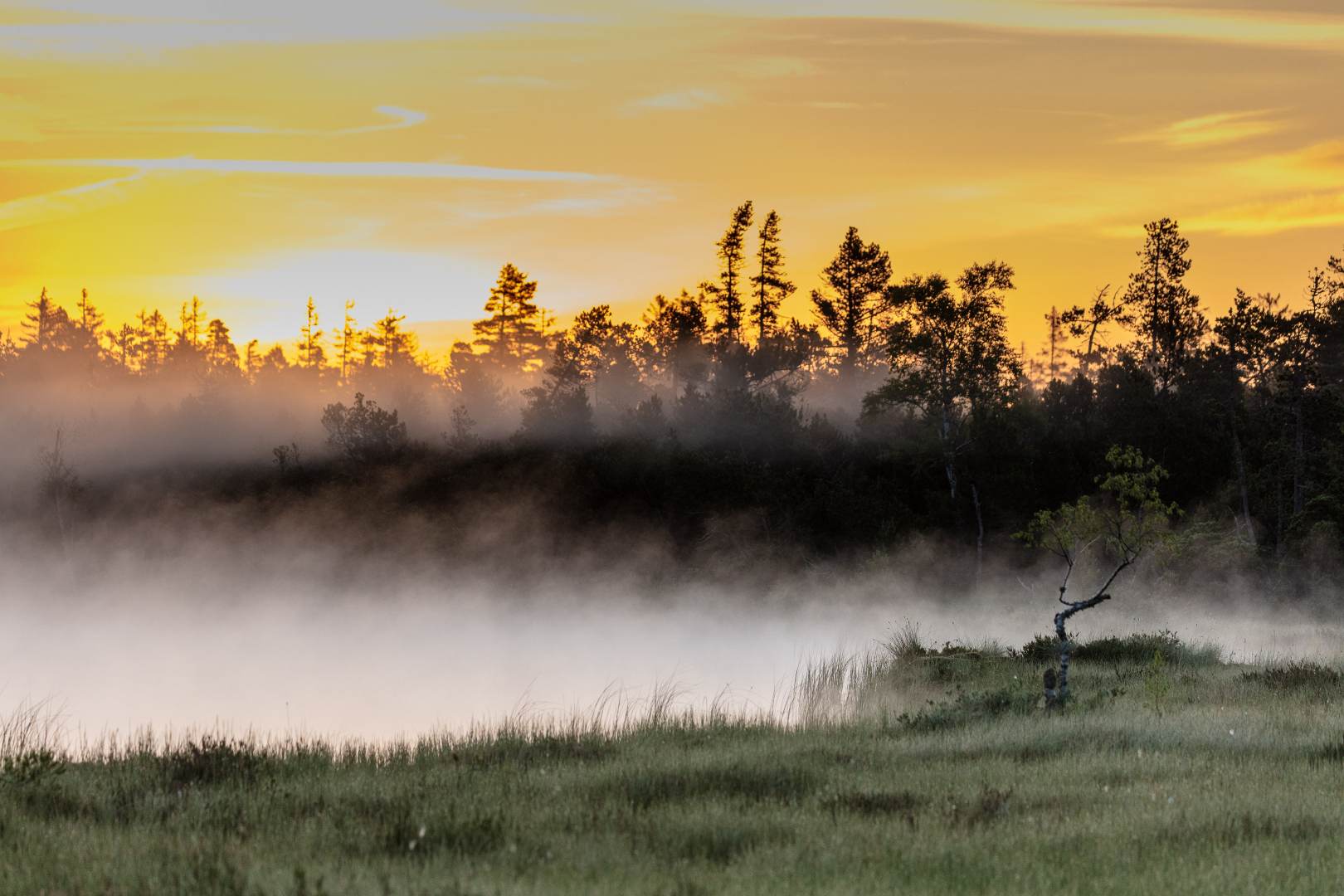 Nebelschwaden über dem Hochmoor