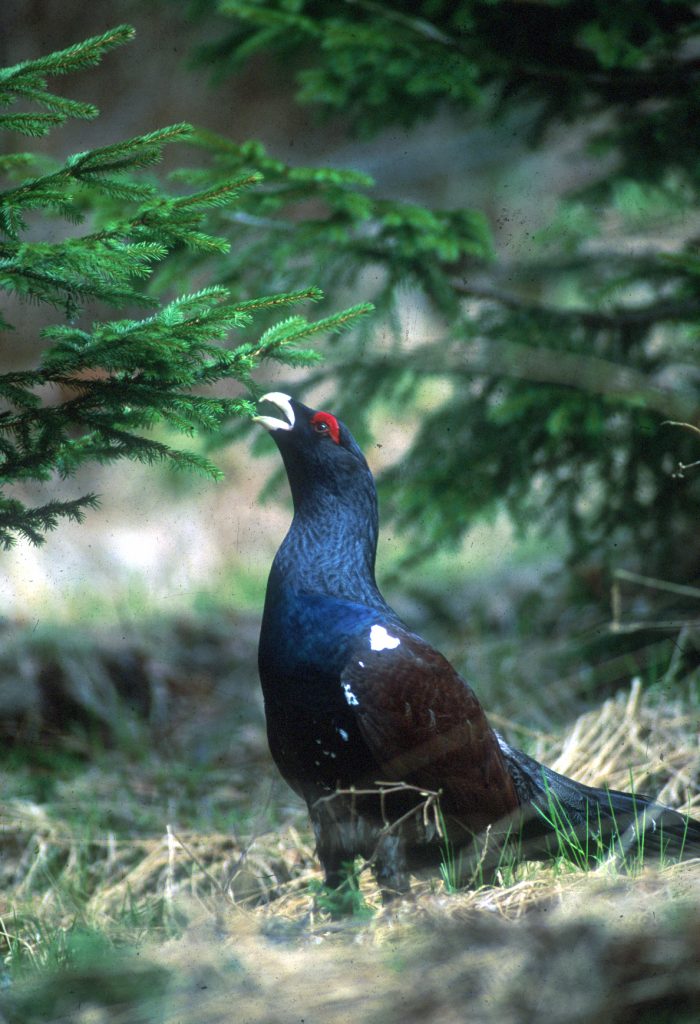 Ein Auerhahn steht auf dem Waldboden
