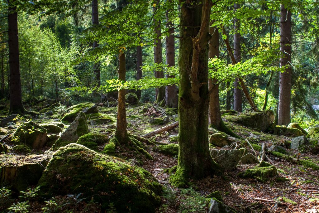Blick in den Buchenwald mit grünen Blättern und Steinen mit Moos