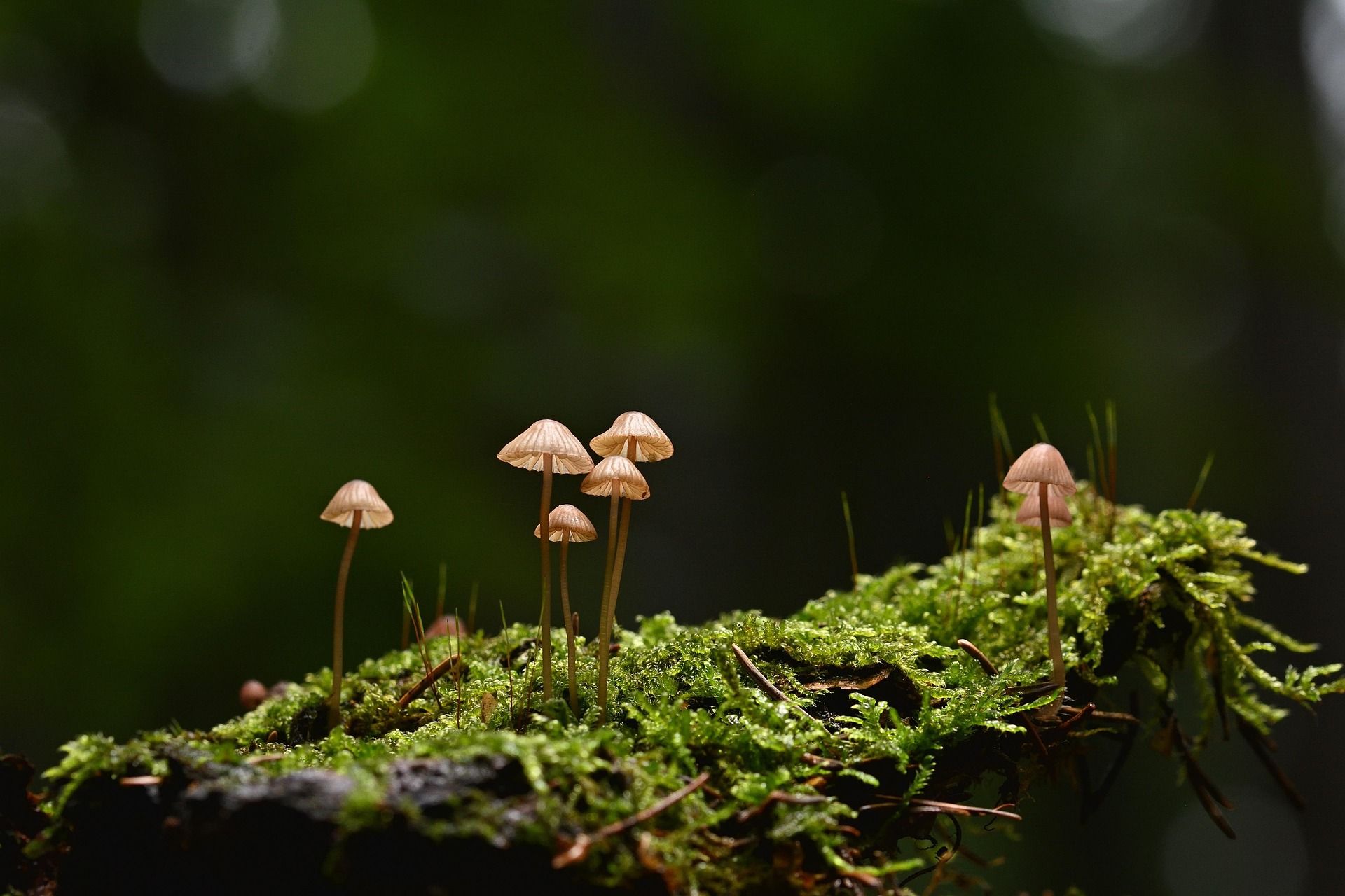 Kleine Pilze auf einem moosbedeckten Ast
