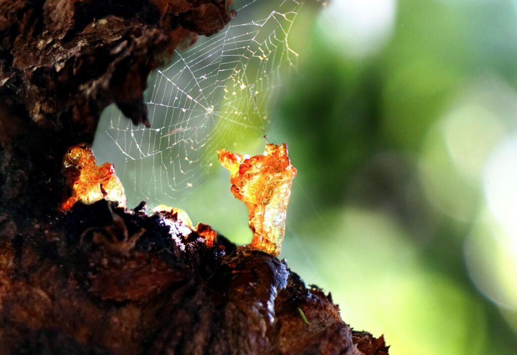 Ein Harzbrocken umgeben von einem Spinnennetz