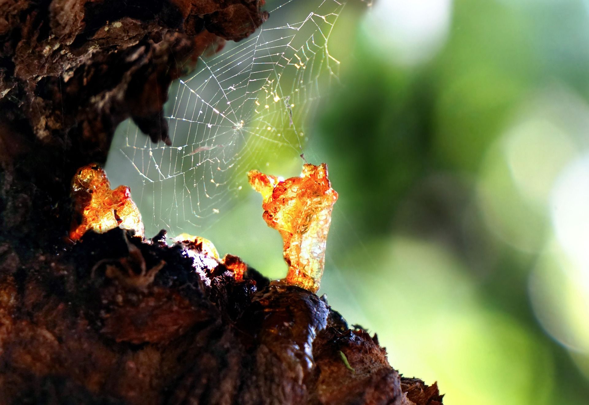 Ein Harzbrocken umgeben von einem Spinnennetz