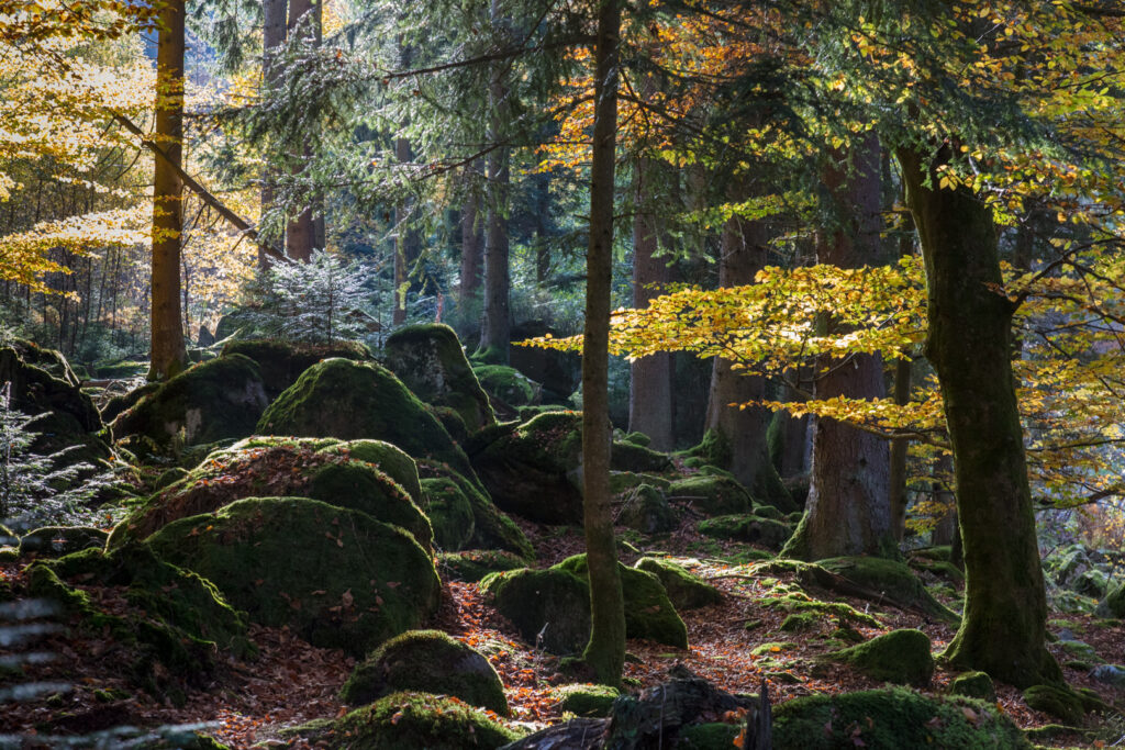 Ein Blick in den Herbstwald mit bunten Blättern und Steinblöcken
