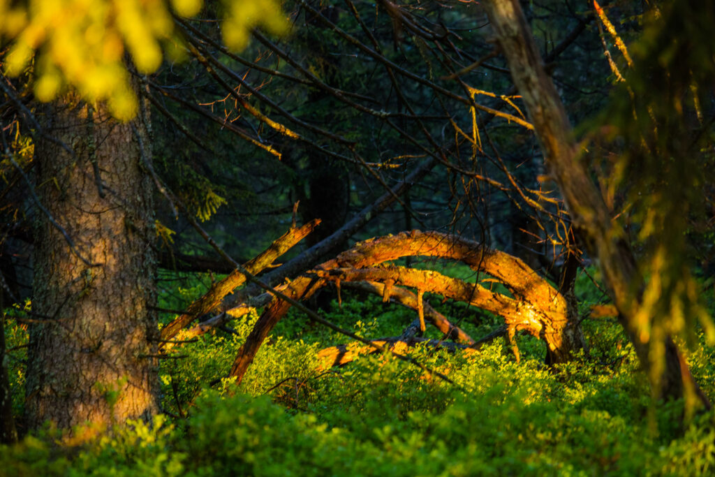 Blick in den Wald voller Heidelbeersträucher