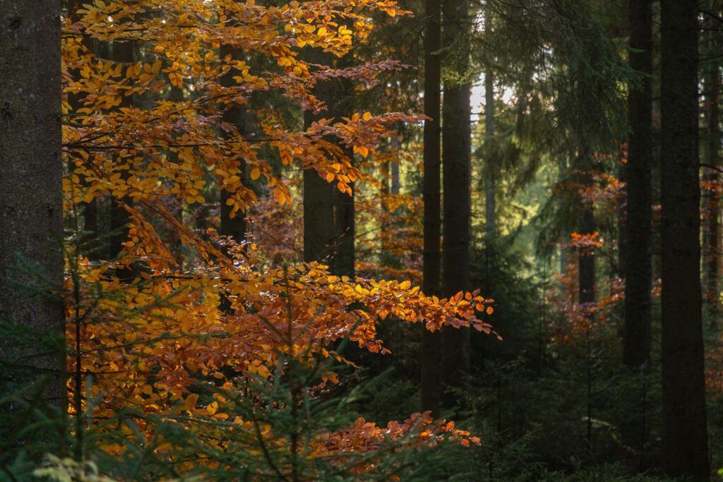 verfärbte Buchenblätter unter großen Nadelbäumen