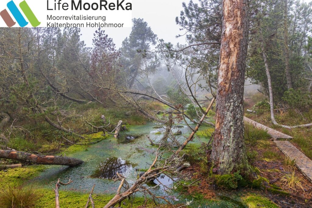 Nasses Hochmoor Gebiet umgeben von Kiefernwald