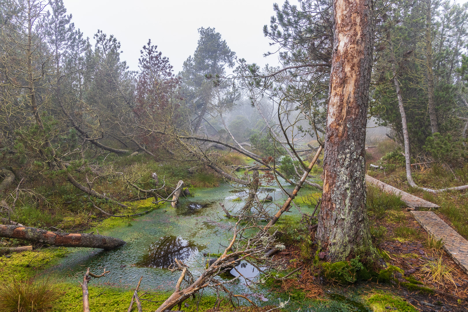 Nasse Moorfläche im Hochmoor Kaltenbronn