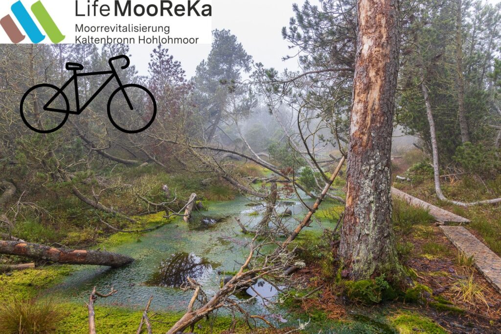 Nasses Moor