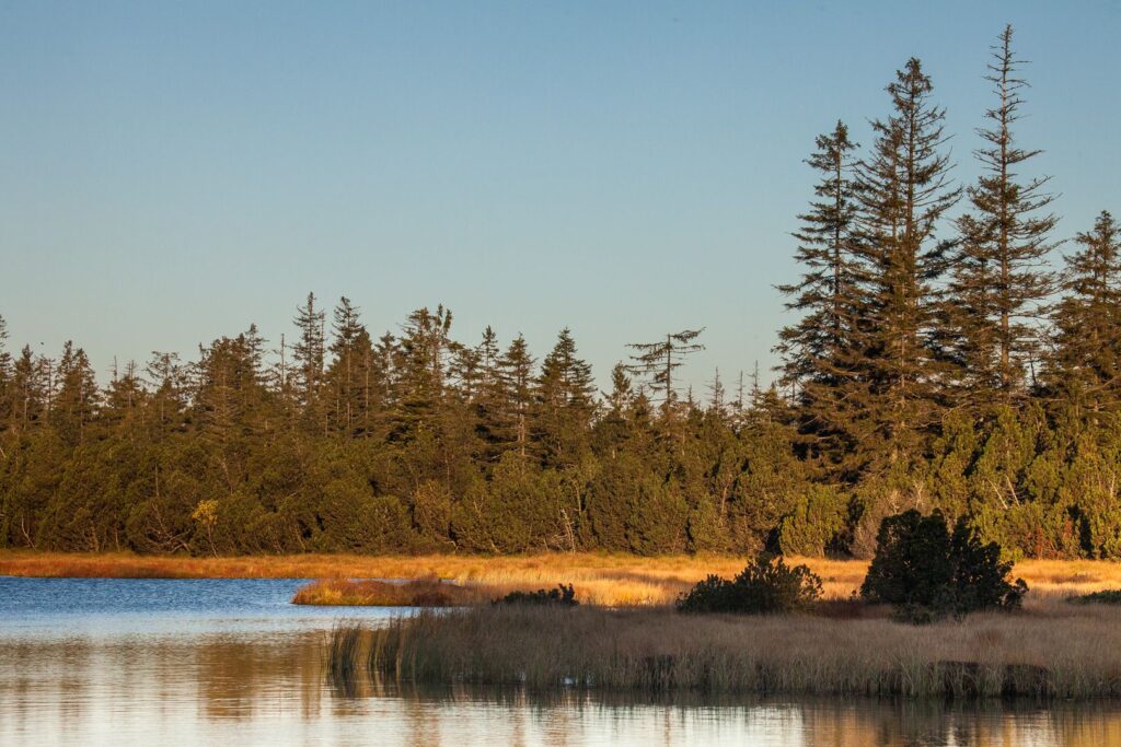 Hochmoorsee Wildseemoor Kaltenbronn