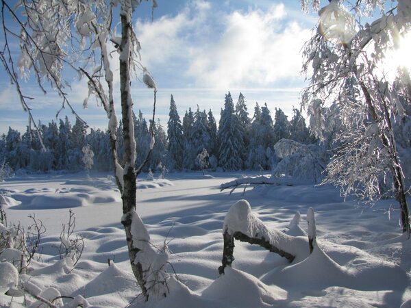 Verschneites Wildsee Hochmoor