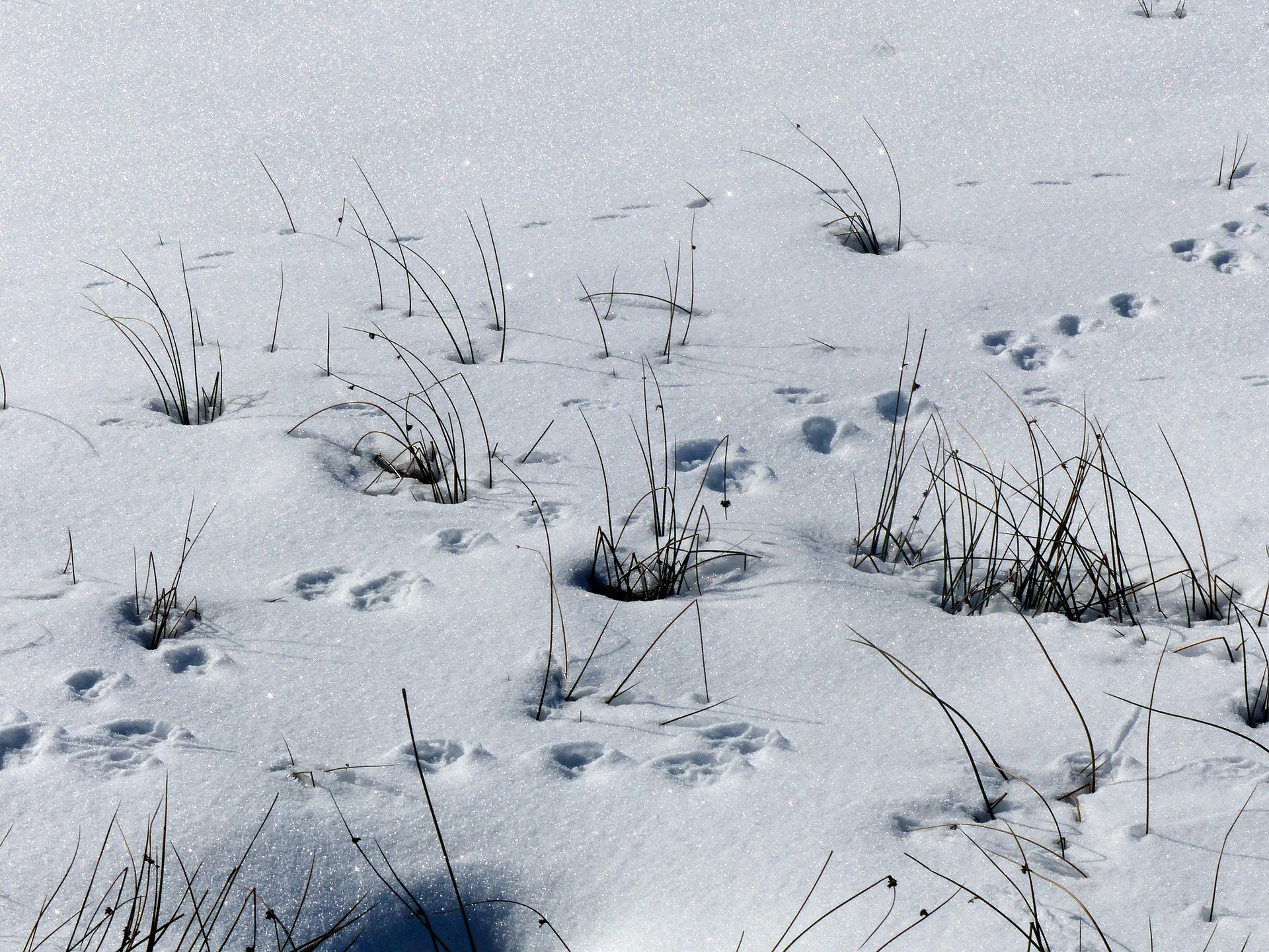 Tierspuren im Schnee