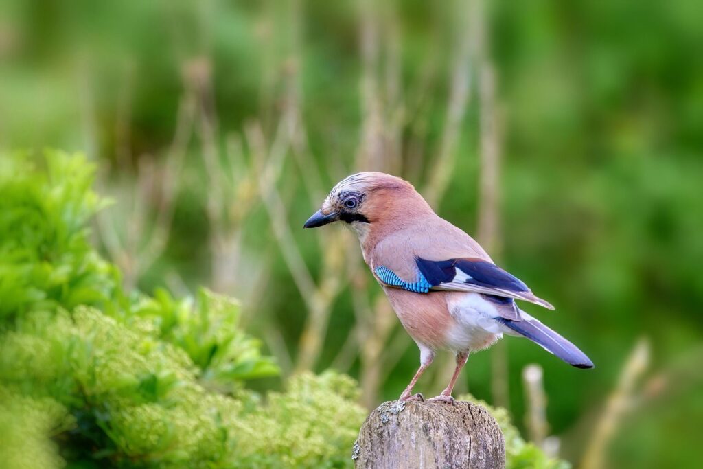 Waldameisen und ein verwelktes Blatt auf Waldboden