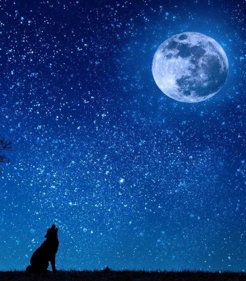 Ein Wolf heult den Mond an