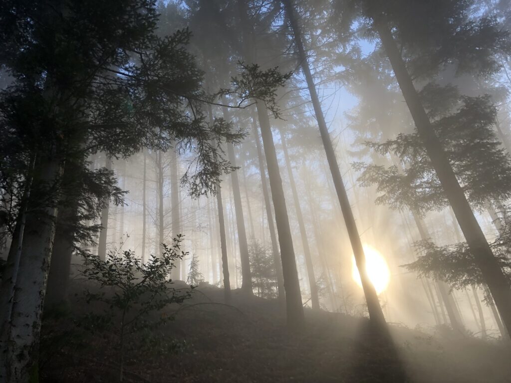 Sonnenaufgang, Nebel und Bäume