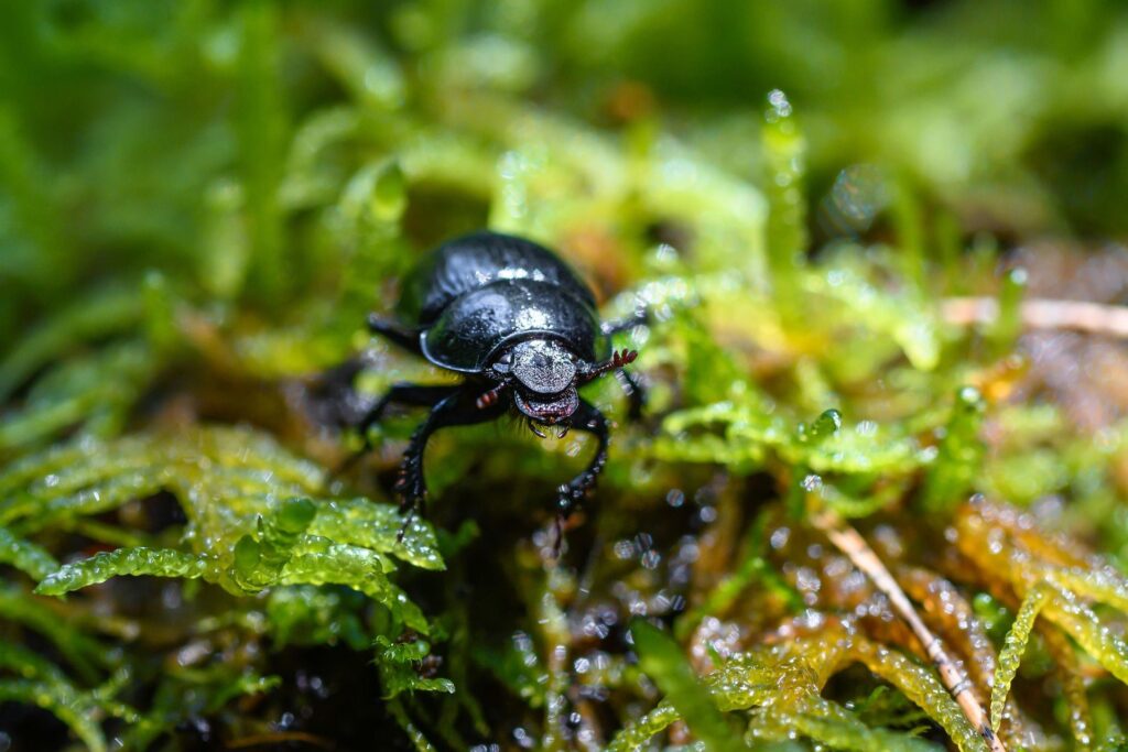 Ein Mistkäfer krabbels auf dem Waldboden