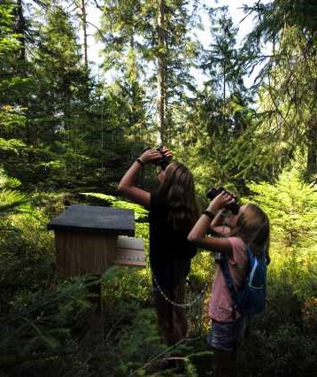 Zwei Kinder schauen mit dem Fernglas hoch zu den Baumspitzen