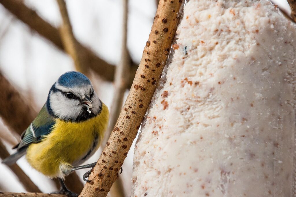 Eine Blaumeise an Fettfutter im Wald
