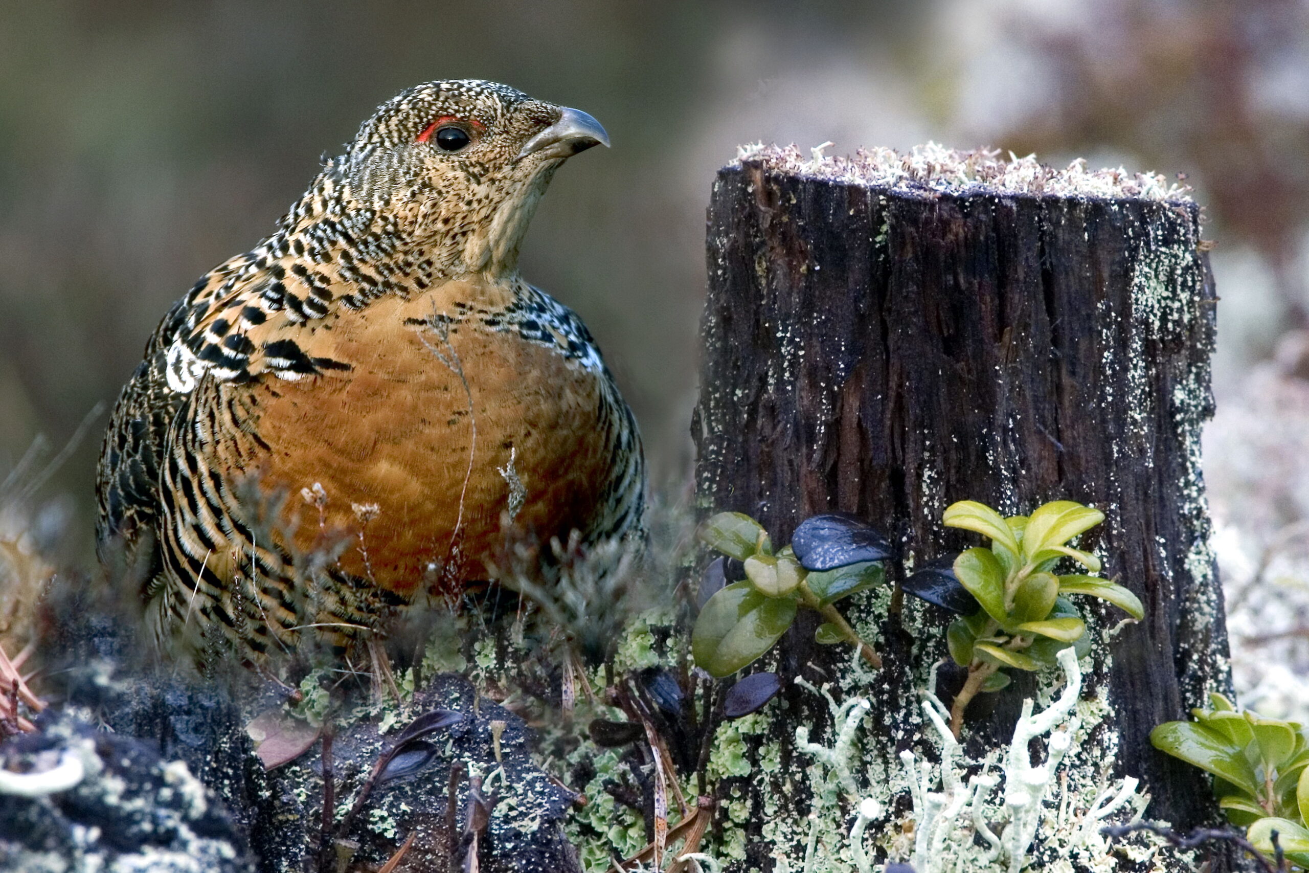 Eine Auerhenne sitzt an einem Baumstumpf