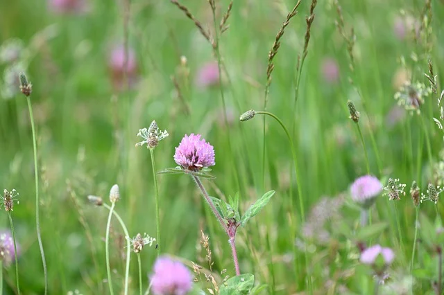 Kräuterwiese - vor allem Klee