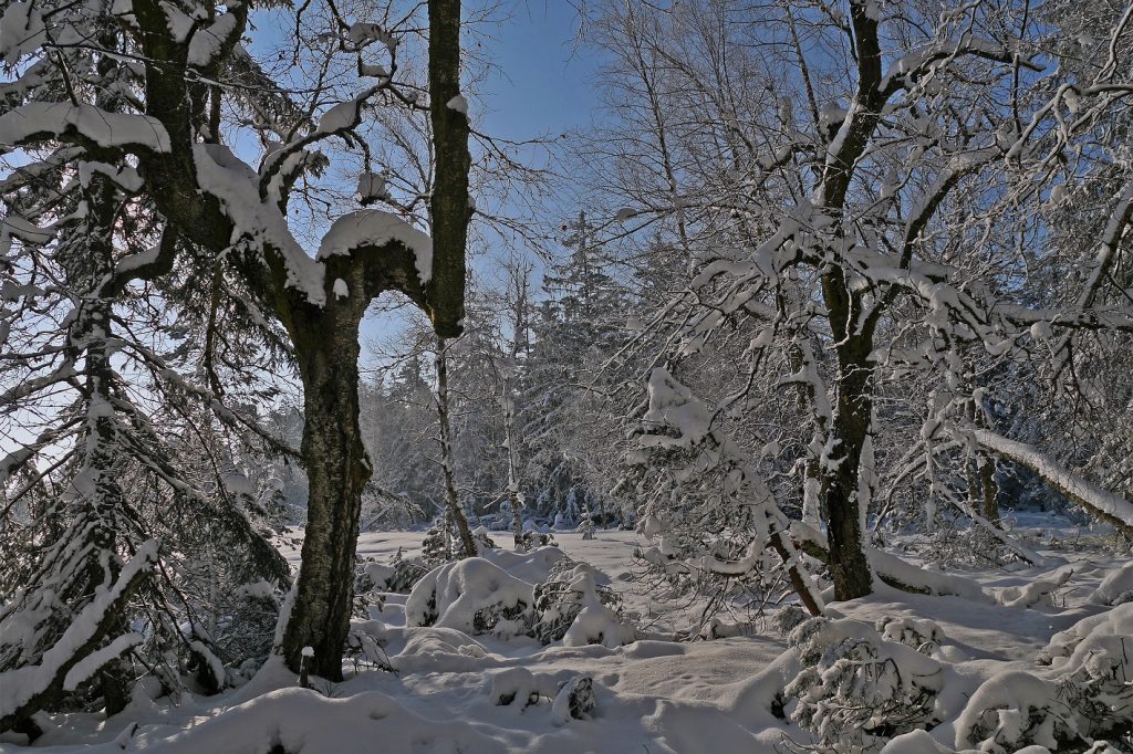 Moorbirken und Wildsee-Hochmoor schneebedeckt