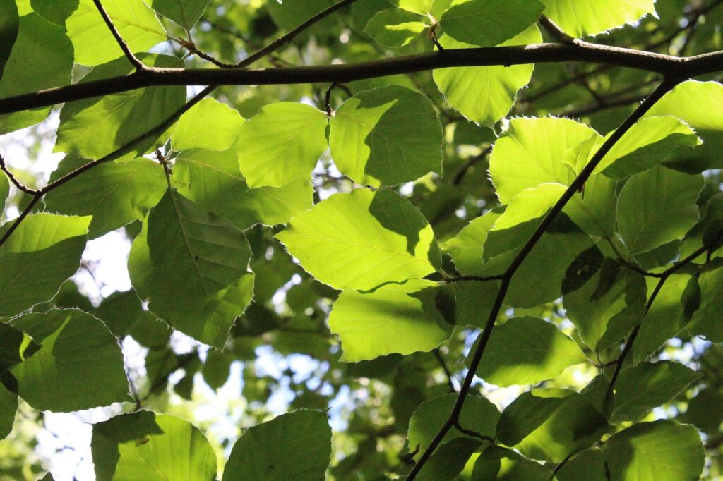 Äste und grünes Laub einer Buche