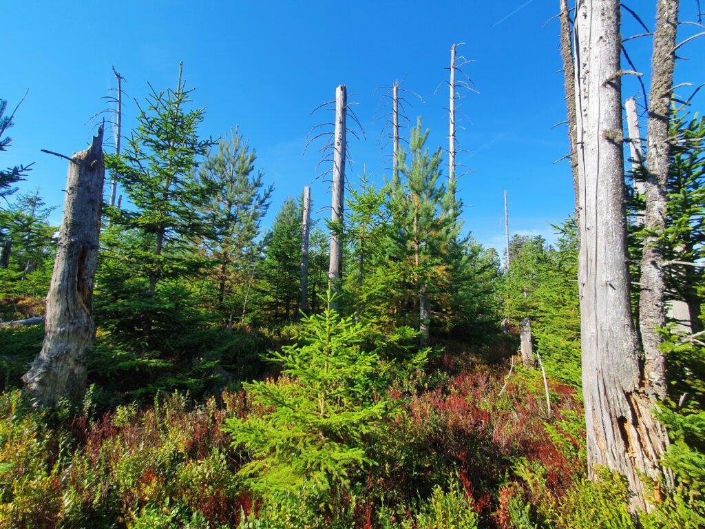 abgestorbener Wald und Naturverjüngung