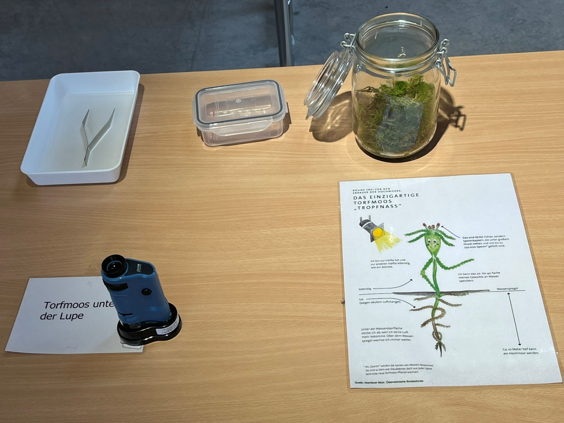 Torfmoos und Lupe