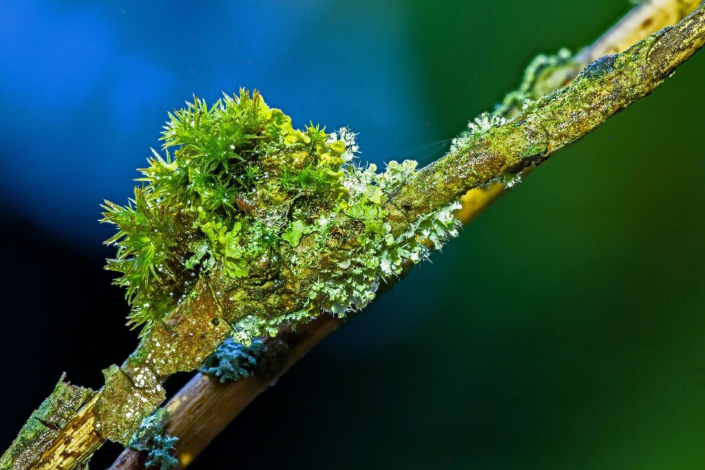 Eine grüne Flechte an einem einzelnen Ast