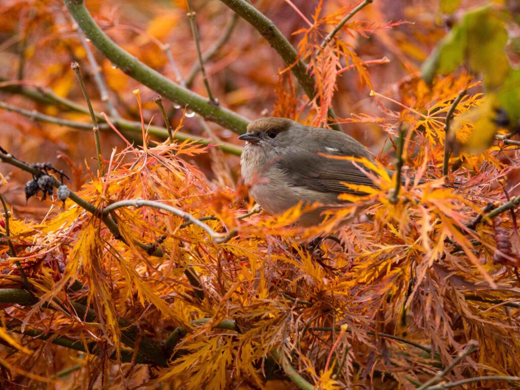 Ein Vogel sitzt im bunten Laub
