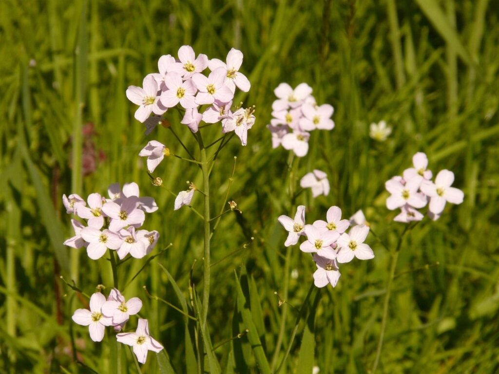 Wiesenschaumkraut im grünen Gras