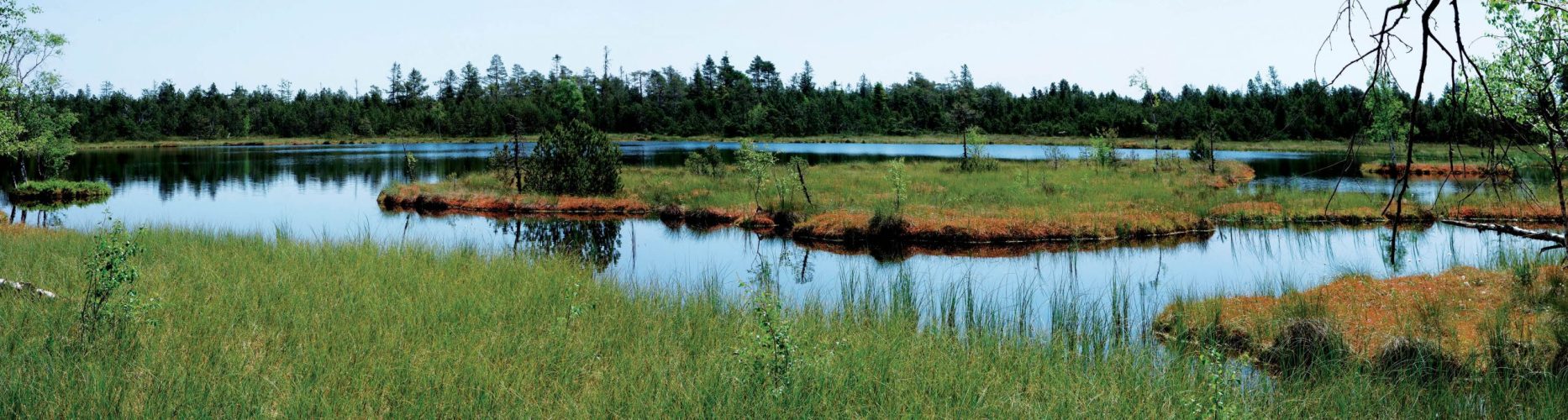 Hochmoor-Kaltenbronn-scaled